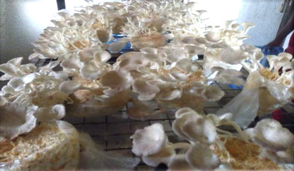 Pleurotus pulmonarius fruiting on Sawdust supplemented with ricebran